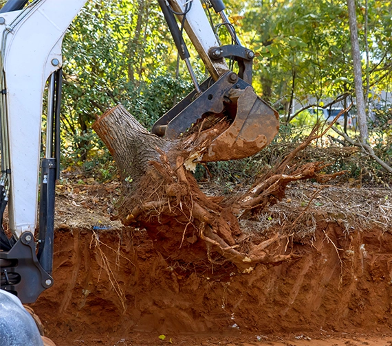 removing a tree